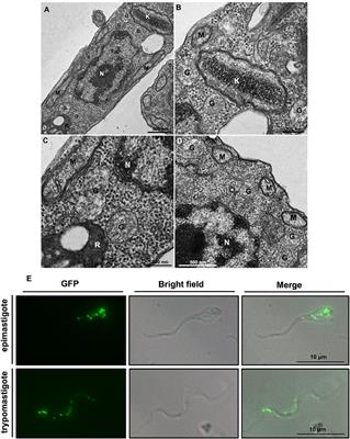 Structure, Properties, and Function of Glycosomes in Trypanosoma cruzi